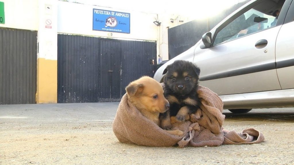 Gran Bretaña: Masiva devolución y venta de cachorros comprados en cuarentena