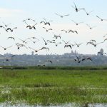 Quieren incorporar más de 2.600 hectáreas como zonas protegidas del delta e islas del río Paraná