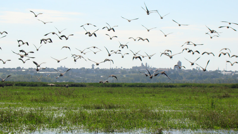 Quieren incorporar más de 2.600 hectáreas como zonas protegidas del delta e islas del río Paraná