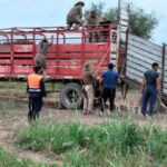 Recuperan en Pinto ganado que le robaron a productores santafesinos