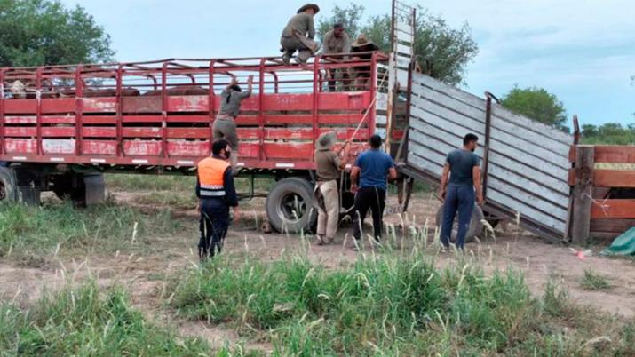 Recuperan en Pinto ganado que le robaron a productores santafesinos