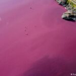 El lago Corfo de Chubut quedó teñido de rosa por la contaminación de la industria pesquera