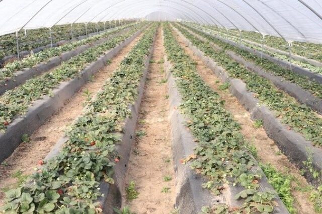 Advierten que podría disminuir entre el 40 y 70% la producción de frutillas en Santa Fe