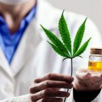 Casi el 80% de los usuarios de cannabis medicinal redujeron el consumo de fármacos