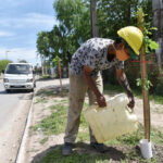 Se plantan casi 400 nuevos árboles en diferentes obras de la ciudad