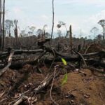 Más de 100 países prometen frenar la deforestación, primer gran logro de la COP26