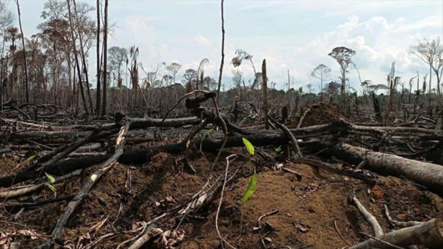 Más de 100 países prometen frenar la deforestación, primer gran logro de la COP26