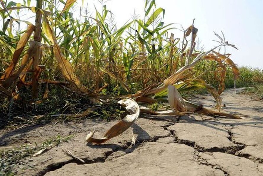 Santa Fe fue declarada en “emergencia y desastre agropecuario” por Nación