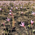 Incendios Forestales: brotaron flores entre las cenizas del Parque Nacional Iberá