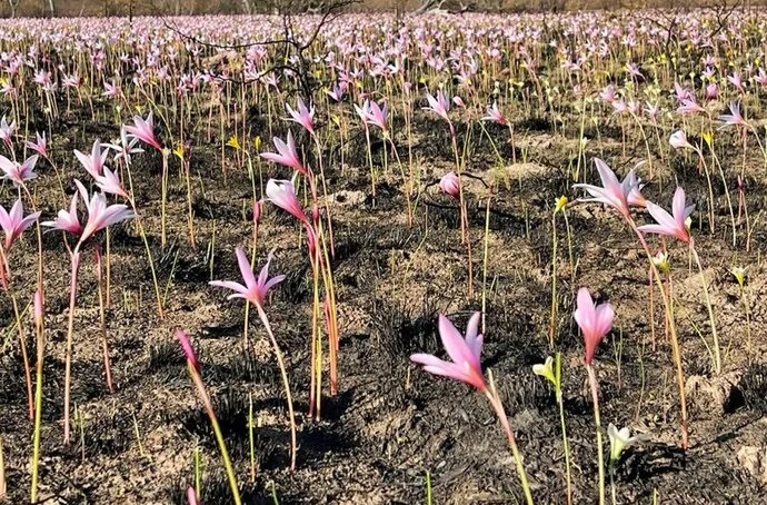 Incendios Forestales: brotaron flores entre las cenizas del Parque Nacional Iberá