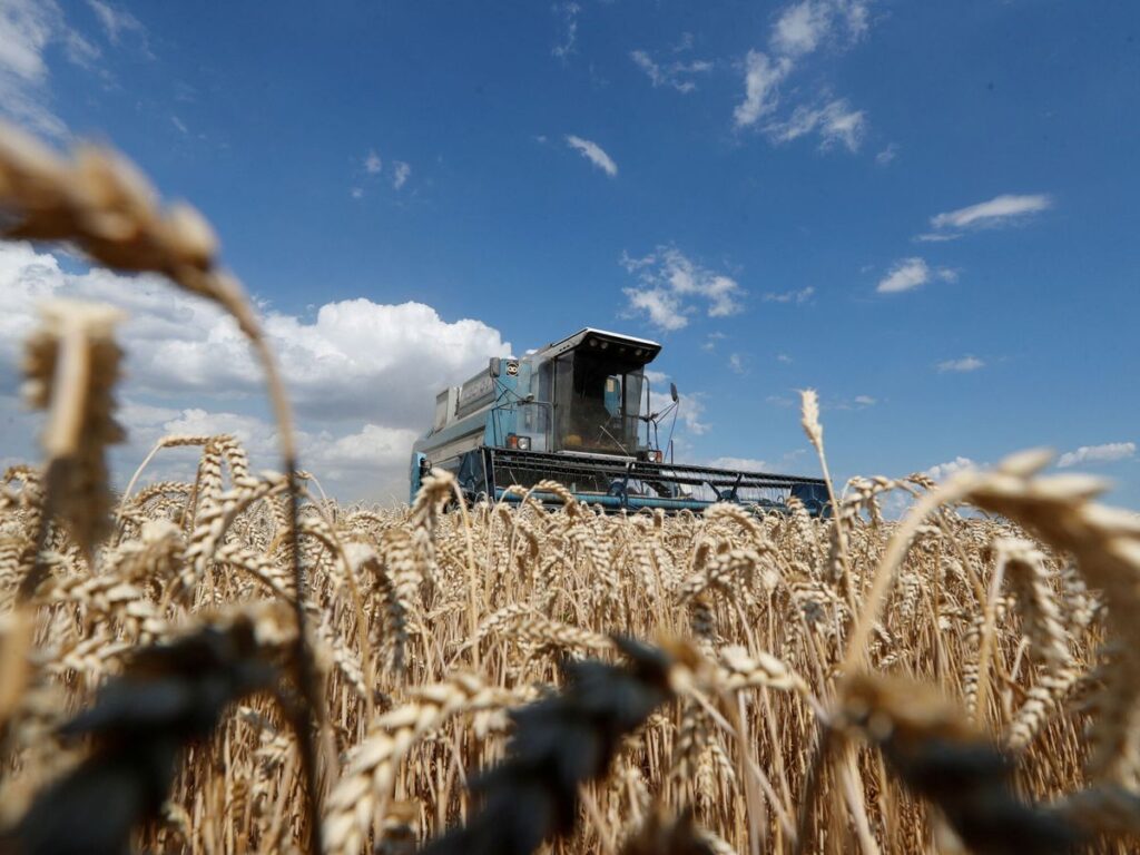 Continúa la escalada del precio del trigo frente al desabastecimiento mundial