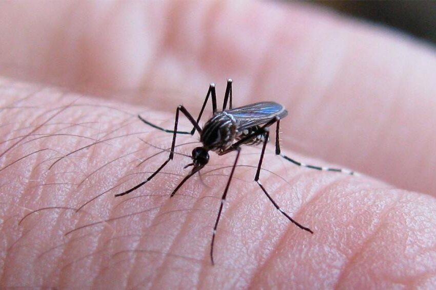 Dengue: se confirmó el fallecimiento de tres personas en Santa Fe