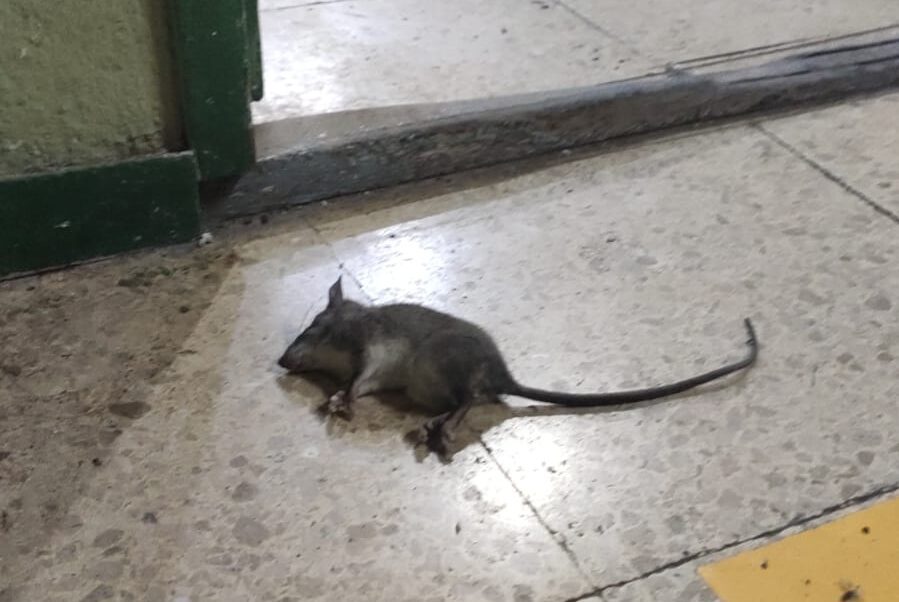 Malestar de docentes y alumnos por el deterioro edilicio de la escuela Comercial: encontraron roedores y palomas