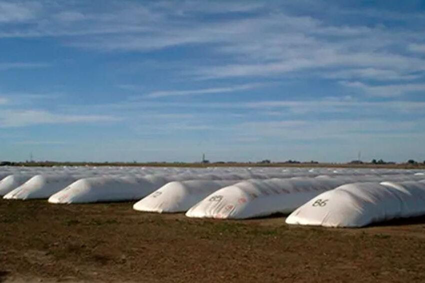 El Gobierno analiza aumentar el tipo de cambio para el campo