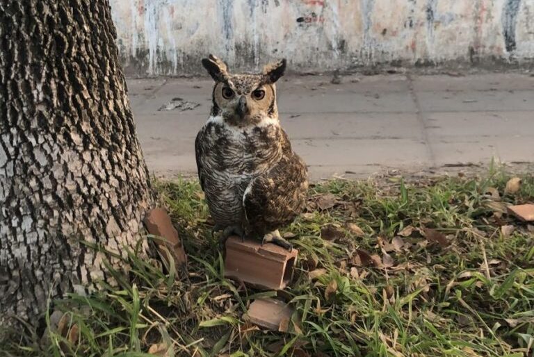 La Municipalidad rescató más de 80 animales no domésticos