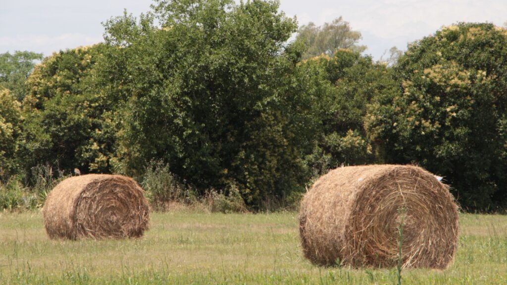 Se encuentran disponibles líneas de financiamiento para productores agropecuarios