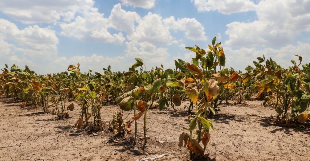 Declaran la emergencia agropecuaria en todo el territorio santafesino