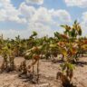 Declaran la emergencia agropecuaria en todo el territorio santafesino