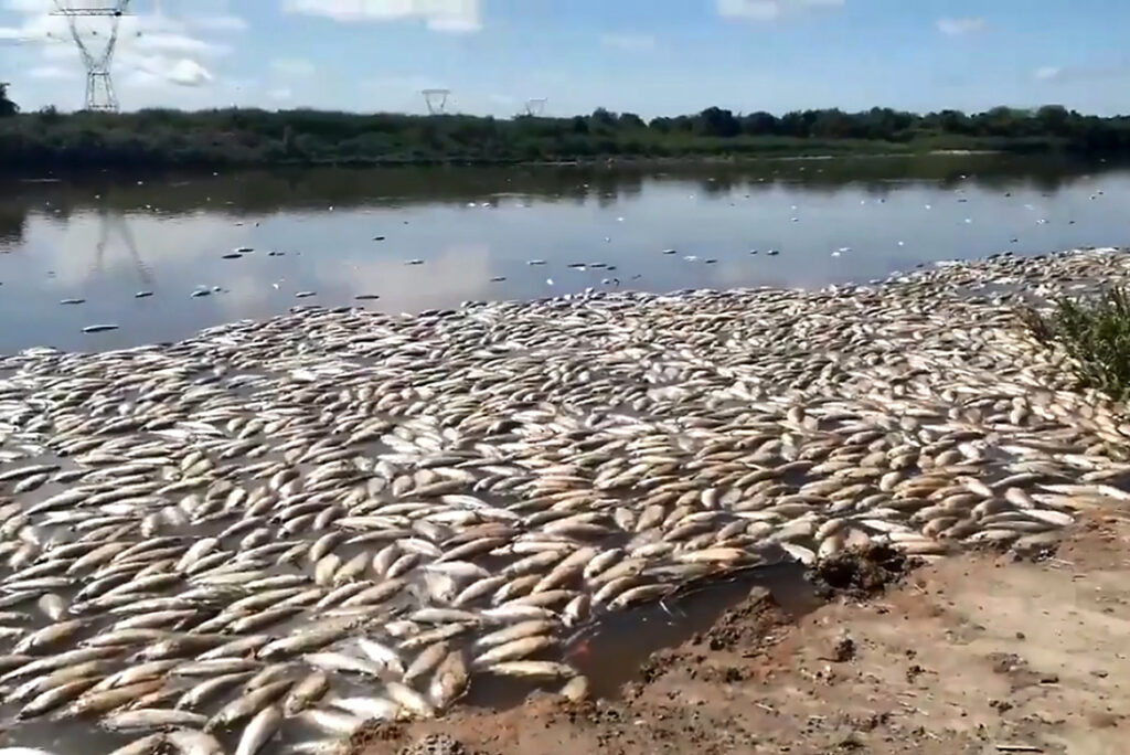 Un estudio detectó sustancias tóxicas en nuestro Río Salado