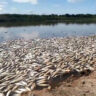 Un estudio detectó sustancias tóxicas en nuestro Río Salado