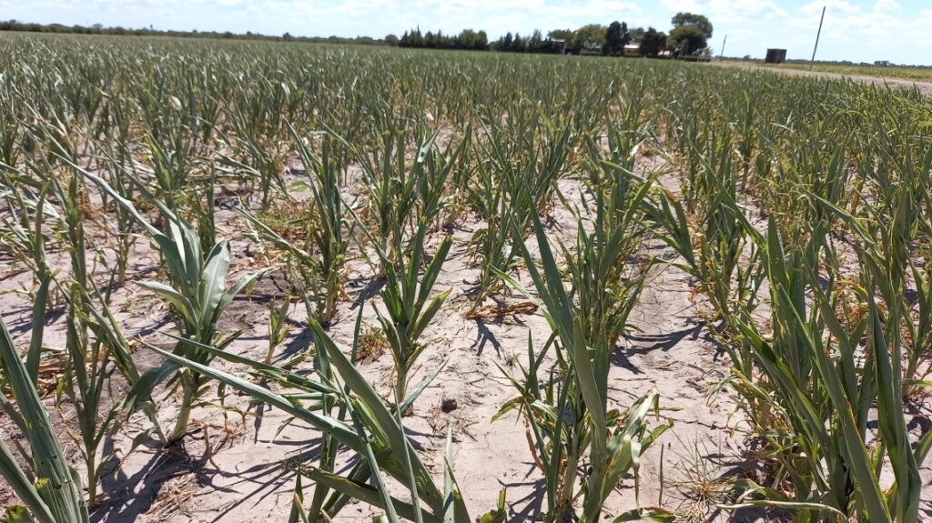 Nación homologó la Emergencia Agropecuaria para Santa Fe