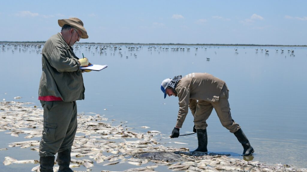 La provincia informó resultado de estudios sobre la mortandad de peces en la laguna del Plata