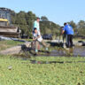 La Municipalidad realiza un operativo de limpieza en el lago del Parque del Sur