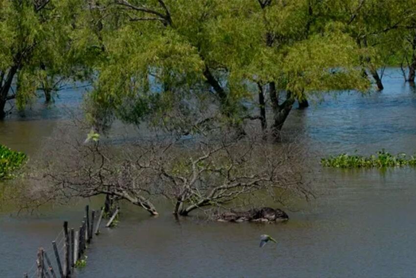 Alerta por la crecida del Paraná en Santa Fe: “El escenario puede empeorar”