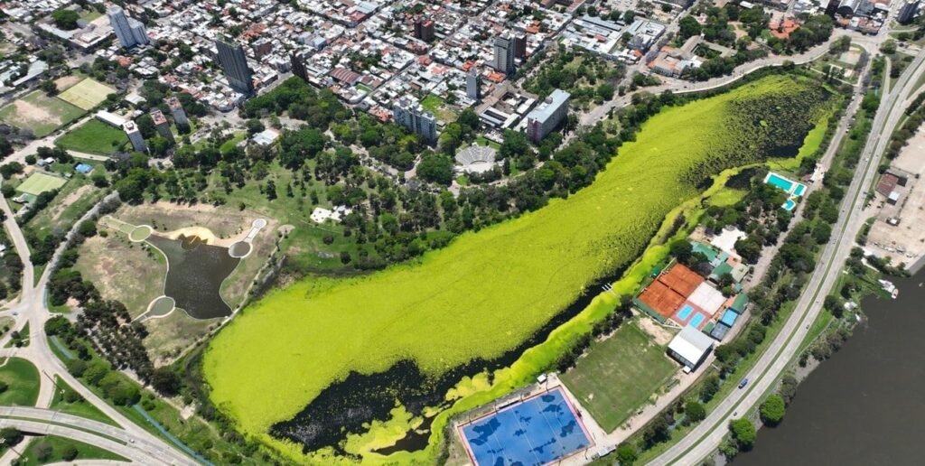 Preocupa la abundante vegetación en el lago del Parque del Sur