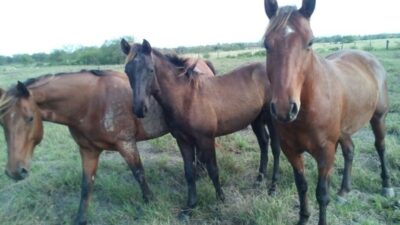 Se confirmó el primer caso de Encefalomielitis Equina en la provincia