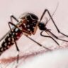 El impacto desconocido del dengue: puede gatillar casos de depresión