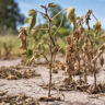 La Comisión de Emergencia Agropecuaria analizó el impacto de “La Niña”