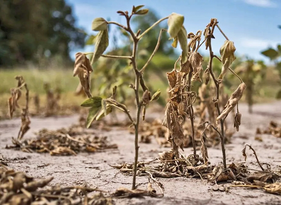 La Comisión de Emergencia Agropecuaria analizó el impacto de “La Niña”