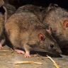 Dos casos más de hantavirus en la provincia de Santa Fe