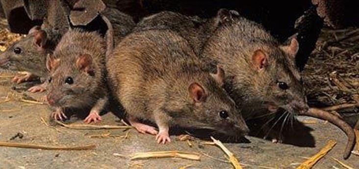 Dos casos más de hantavirus en la provincia de Santa Fe